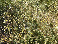 Perityle crassifolia
