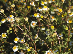 Perityle crassifolia