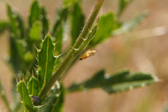 Meromyza