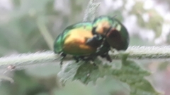 Chrysolina herbacea