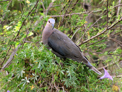 Streptopelia semitorquata