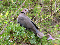 Streptopelia semitorquata