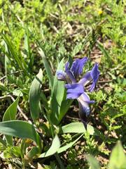 Iris pumila