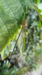 Pseudagrion pilidorsum