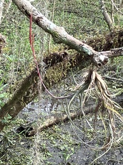 Tillandsia balbisiana