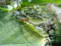 Pseudagrion pilidorsum
