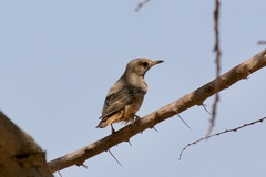 Monticola saxatilis