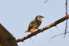 Monticola saxatilis