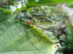 Pseudagrion pilidorsum