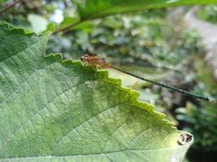 Pseudagrion pilidorsum