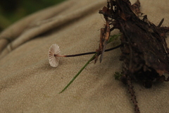 Paragymnopus perforans