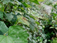Pseudagrion pilidorsum