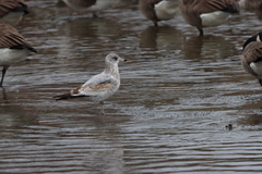 Larus delawarensis