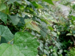 Pseudagrion pilidorsum