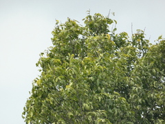 Melicoccus bijugatus