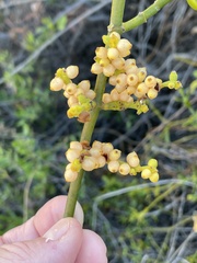Phoradendron brachystachyum