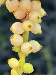 Phoradendron brachystachyum