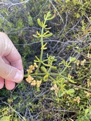 Phoradendron brachystachyum