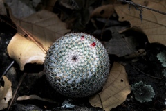 Mammillaria albilanata
