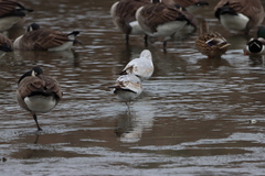 Larus delawarensis