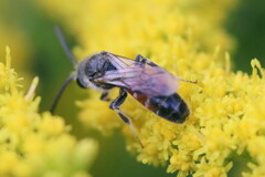 Sphecodogastra