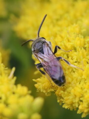 Sphecodogastra
