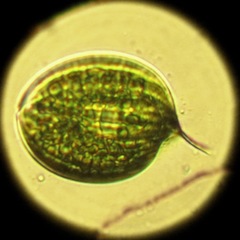Phacus orbicularis