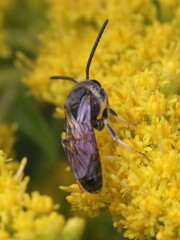 Sphecodogastra