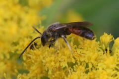 Sphecodogastra