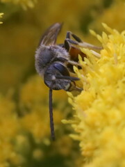 Sphecodogastra