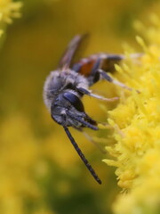 Sphecodogastra