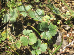 Pelargonium ternifolium