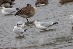 Larus delawarensis