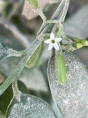 Vallesia glabra