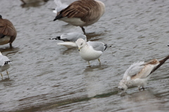 Larus delawarensis