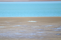 Phoenicopterus chilensis