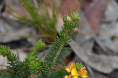 Phyllota squarrosa
