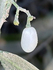 Vallesia glabra