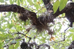 Tillandsia plumosa