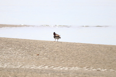 Haematopus leucopodus