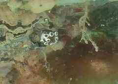 Aplidium turbinatum