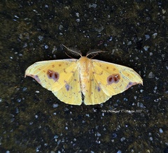 Tridrepana adelpha