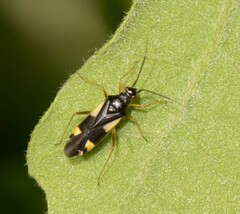 Dryophilocoris flavoquadrimaculatus