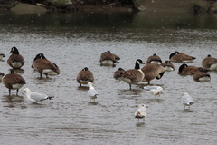 Larus delawarensis