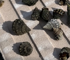 Nodilittorina pyramidalis