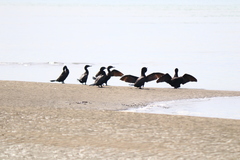 Nannopterum brasilianum