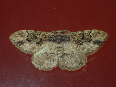 Parapholodes fuliginea