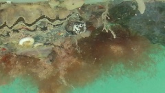 Aplidium turbinatum
