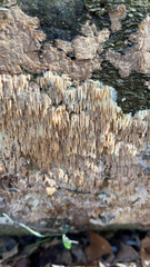 Radulomyces copelandii