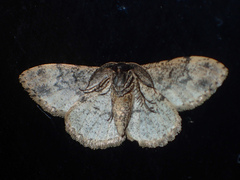 Parapholodes fuliginea